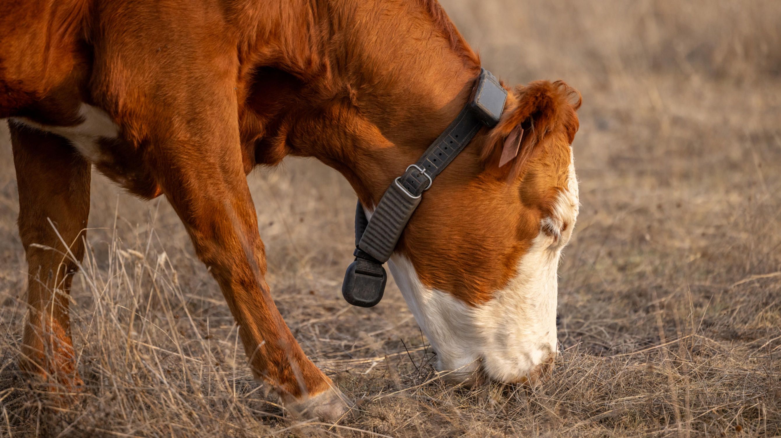 Halter-gps-collar-pasture.jpg